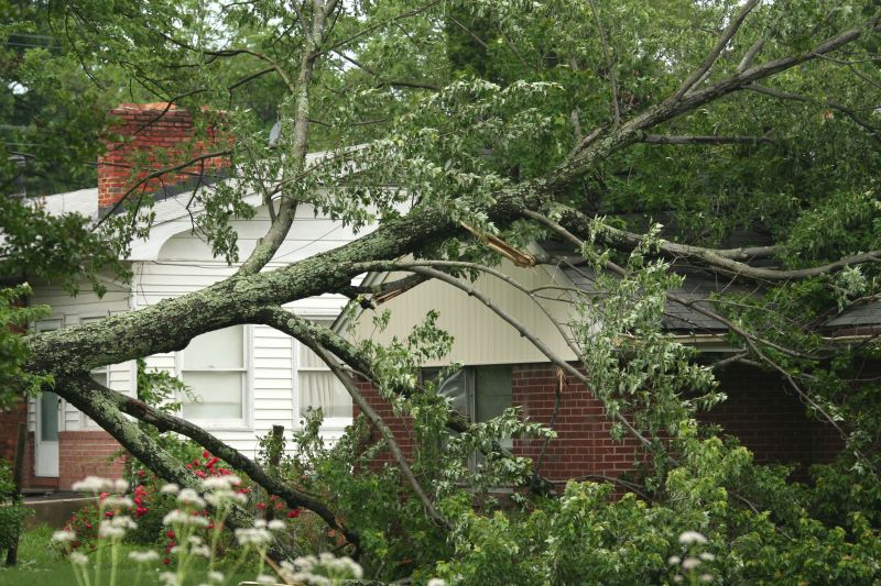 Storm Damage Tree Collapse