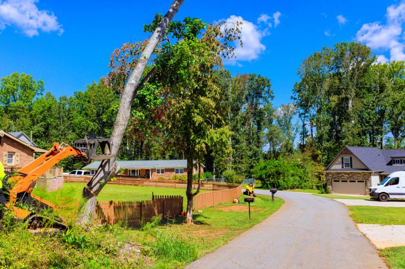 Tree Removal Crew at Work