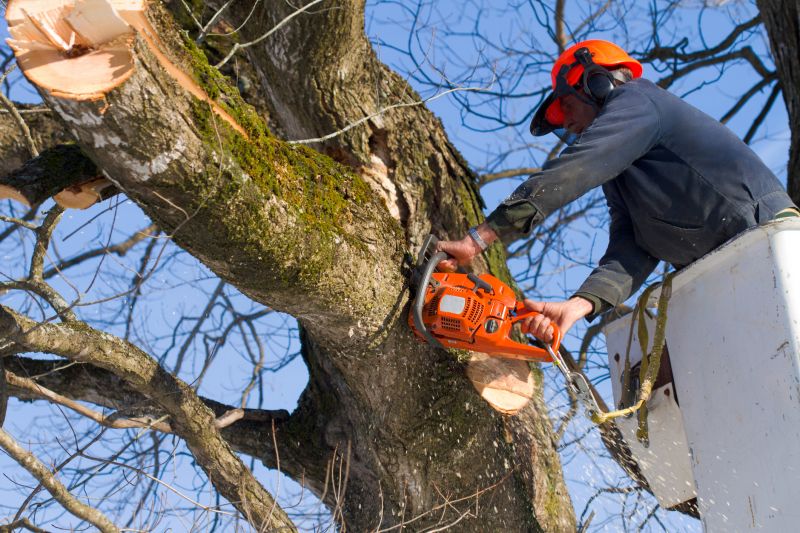 Tree Felling Safety Measures