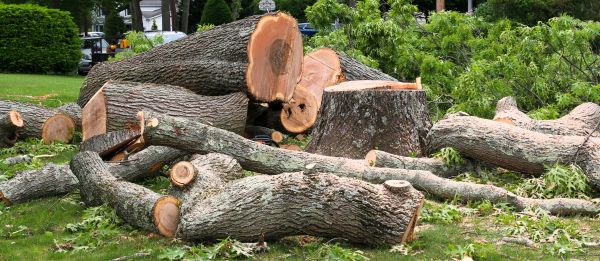 Large Tree Removal in Elk River