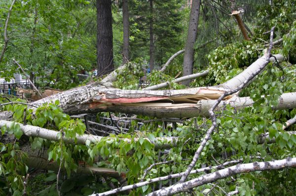 Cost of Birch Tree Removal in Elk River