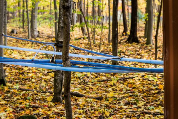 Maple Tree Extraction