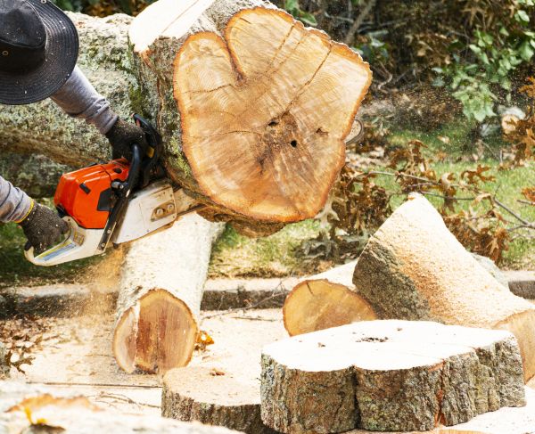 Tree Removal Service in Elk River